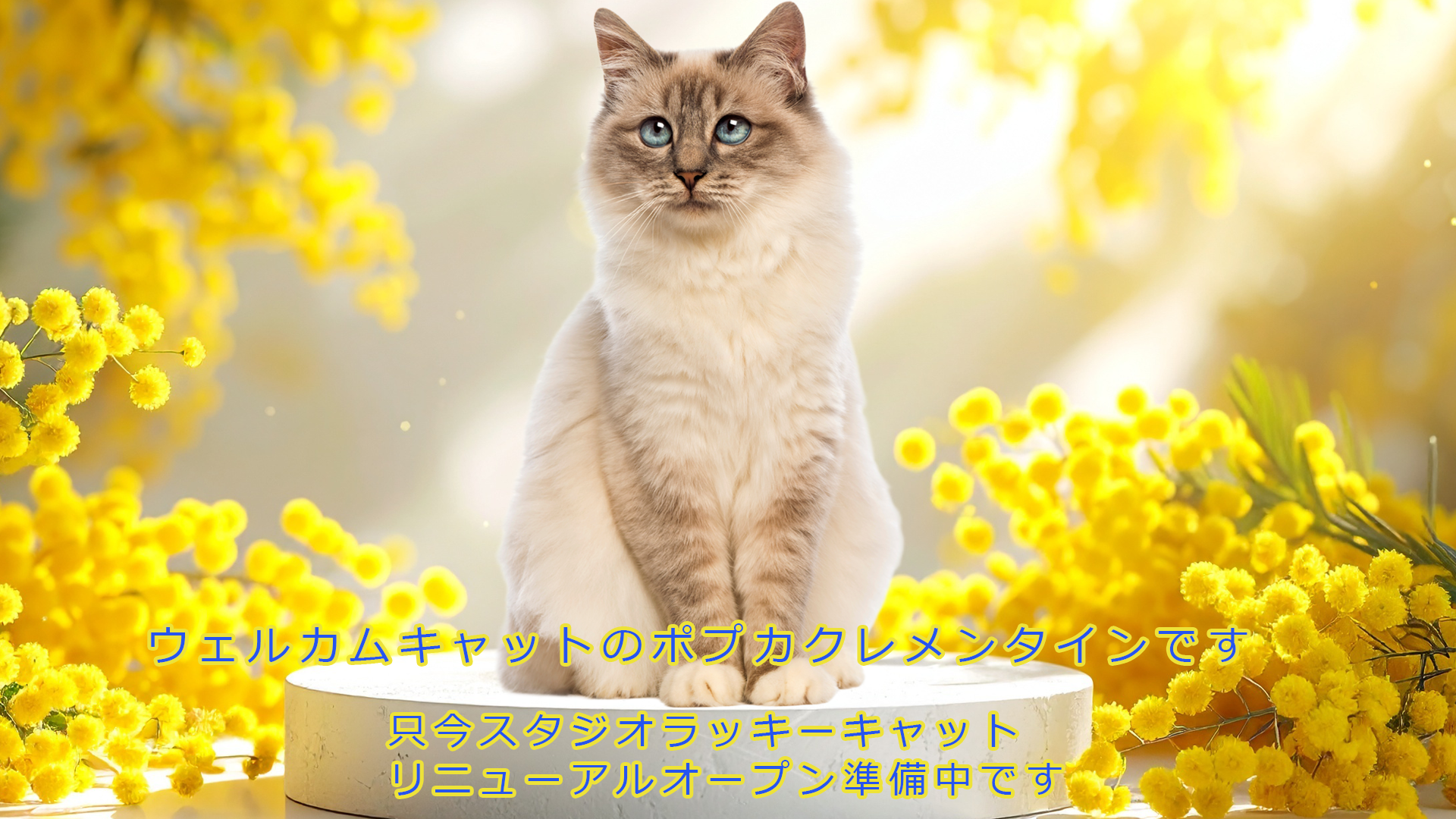 ウェルカムキャットよりお知らせ